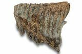 Partial Fossil Woolly Mammoth Molar - Siberia #259932-4